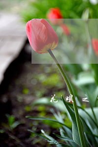 花呗之前逾期给我恢复了 花呗之前逾期给我恢复了