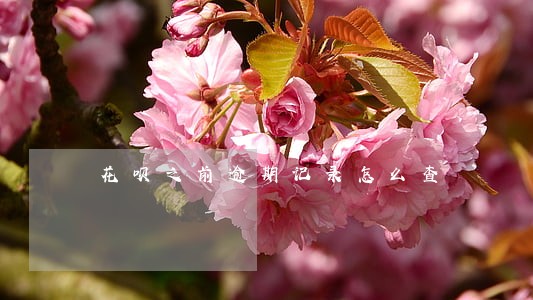 花呗之前逾期记录怎么查