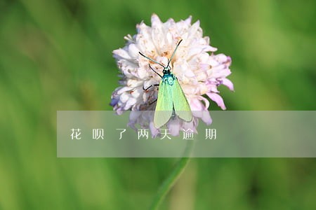 花呗了两天逾期 花呗了两天逾期
