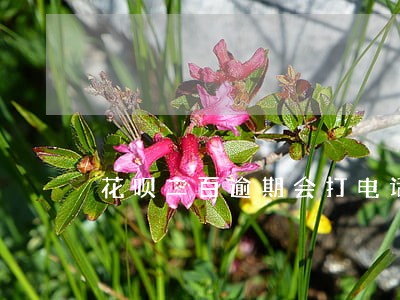 花呗二百逾期会打电话么 花呗二百逾期会打电话么
