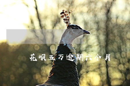 花呗五万逾期六个月