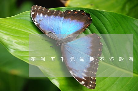 花呗五千元逾期不还款有什么后果 花呗五千元逾期不还款有什么后果
