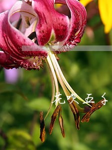 花呗五千逾期一年还款多少 花呗五千逾期一年还款多少