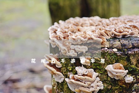 花呗五千逾期半年 花呗五千逾期半年