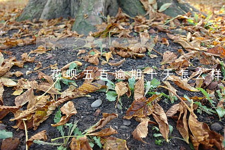花呗五百逾期十天怎么样 花呗五百逾期十天怎么样