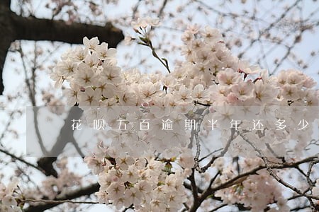 花呗五百逾期半年还多少 花呗五百逾期半年还多少