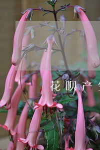 花呗产生逾期四个月的逾期 花呗产生逾期四个月的逾期