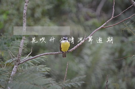 花呗什么情况算逾期 花呗什么情况算逾期