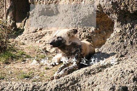 花呗从哪查逾期记录 花呗从哪查逾期记录
