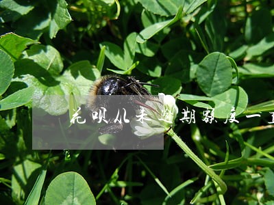 花呗从未逾期额度一直不涨 花呗从未逾期额度一直不涨