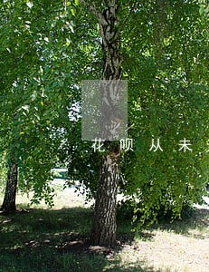 花呗从未逾期额度太低 花呗从未逾期额度太低