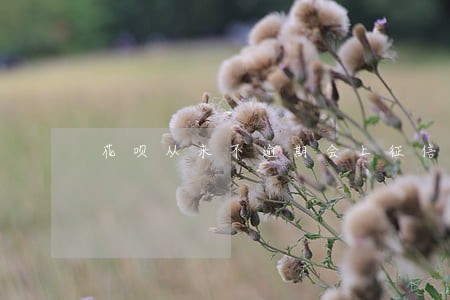 花呗从来不逾期会上征信吗 花呗从来不逾期会上征信吗