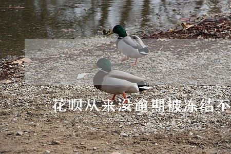 花呗从来没逾期被冻结不能用了 花呗从来没逾期被冻结不能用了