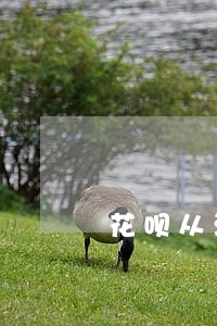 花呗从没有逾期会影响申请房贷吗 花呗从没有逾期会影响申请房贷吗