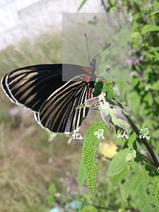 花呗从没有逾期过为什么会被冻结