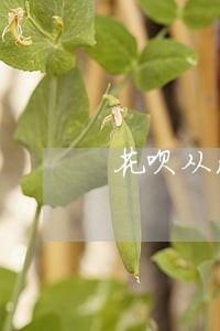 花呗从没逾期账户异常 花呗从没逾期账户异常