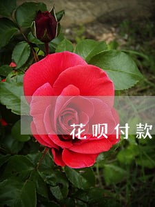 花呗付款多久不逾期
