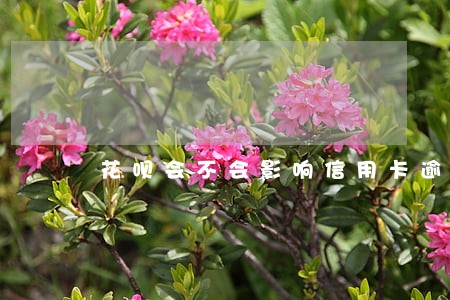 花呗会不会影响信用卡逾期 花呗会不会影响信用卡逾期