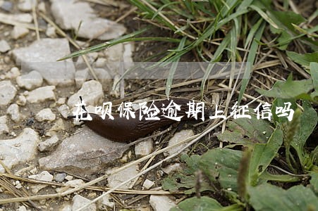 花呗保险逾期上征信吗 花呗保险逾期上征信吗
