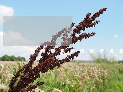 花呗信用卡便民卡全部逾期 花呗信用卡便民卡全部逾期