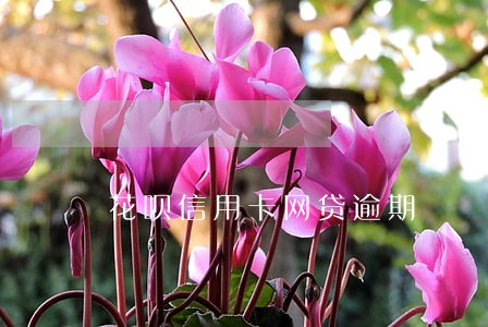 花呗信用卡网贷逾期 花呗信用卡网贷逾期