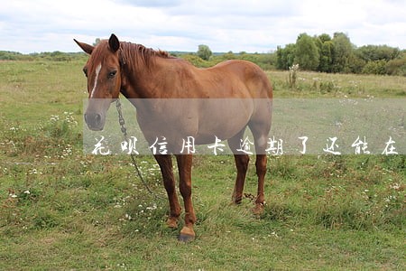 花呗信用卡逾期了还能在哪借钱 花呗信用卡逾期了还能在哪借钱