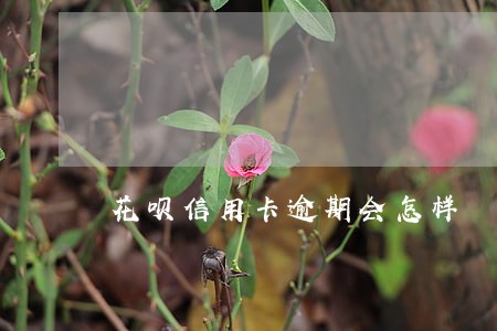 花呗信用卡逾期会怎样 花呗信用卡逾期会怎样