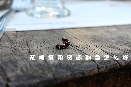 花呗信用贷逾期会怎么样 花呗信用贷逾期会怎么样