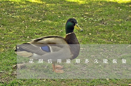花呗信用逾期多久能恢复 花呗信用逾期多久能恢复