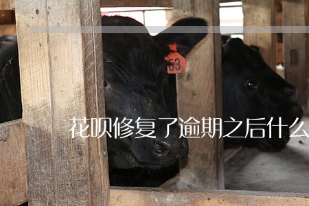 花呗修复了逾期之后什么时间能用 花呗修复了逾期之后什么时间能用
