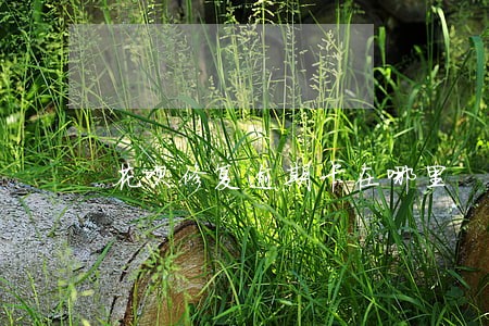 花呗修复逾期卡在哪里 花呗修复逾期卡在哪里