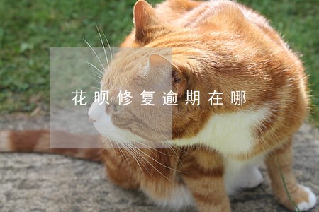 花呗修复逾期在哪 花呗修复逾期在哪