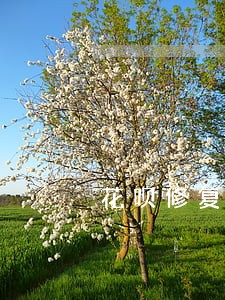 花呗修复逾期记录 花呗修复逾期记录
