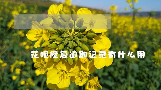 花呗修复逾期记录有什么用 花呗修复逾期记录有什么用