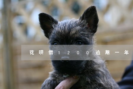 花呗借1200逾期一年还不上了 花呗借1200逾期一年还不上了