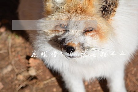 花呗借50元逾期半年 花呗借50元逾期半年
