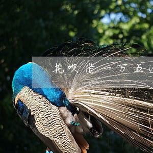 花呗借一万五逾期两年还多少 花呗借一万五逾期两年还多少