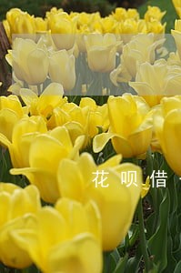 花呗借一万逾期一年 花呗借一万逾期一年