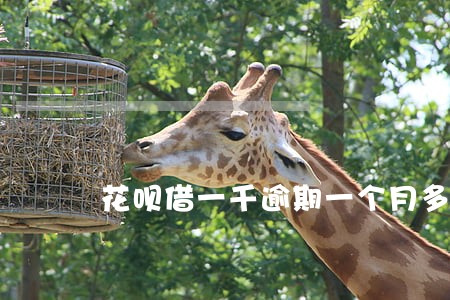 花呗借一千逾期一个月多付多少 花呗借一千逾期一个月多付多少