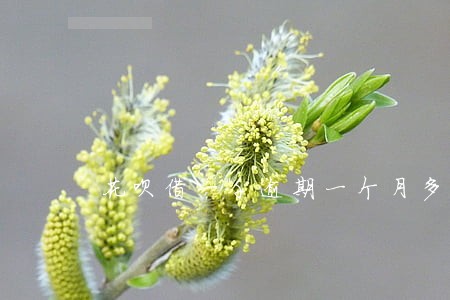 花呗借一千逾期一个月多少钱 花呗借一千逾期一个月多少钱