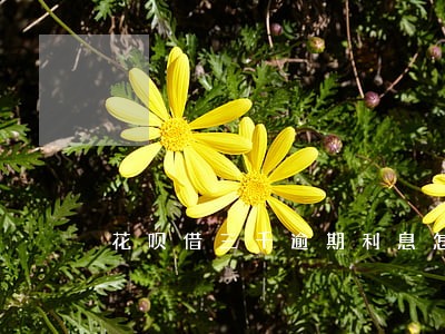 花呗借三千逾期利息怎么算 花呗借三千逾期利息怎么算