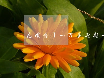 花呗借了一万多逾期一年 花呗借了一万多逾期一年