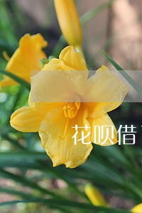 花呗借了四千逾期五个月有啥后果 花呗借了四千逾期五个月有啥后果