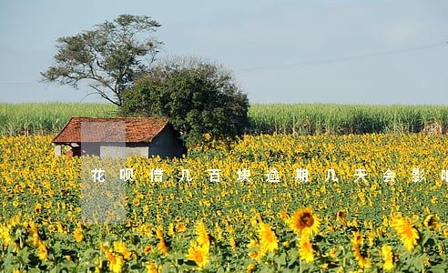 花呗借几百块逾期几天会影响信誉 花呗借几百块逾期几天会影响信誉