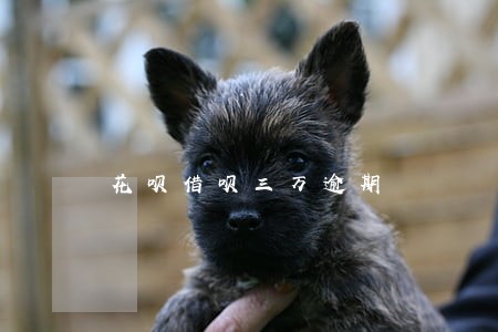 花呗借呗三万逾期