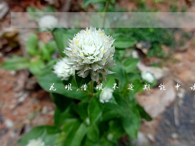 花呗借呗不逾期能申请信用卡吗