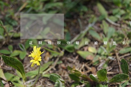 花呗借呗分期后逾期怎么计息