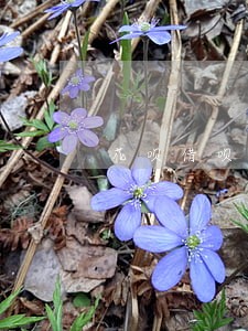 花呗借呗加起来8万逾期半年了 花呗借呗加起来8万逾期半年了