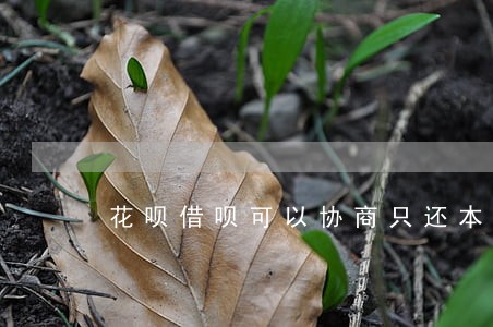 花呗借呗可以协商只还本金么 花呗借呗可以协商只还本金么