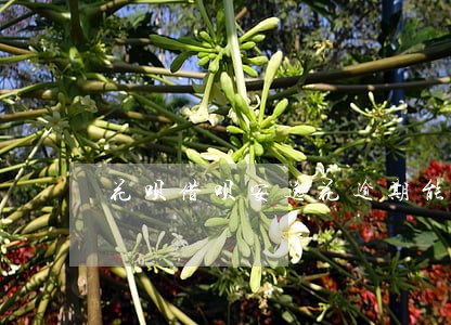 花呗借呗安逸花逾期能找法务吗